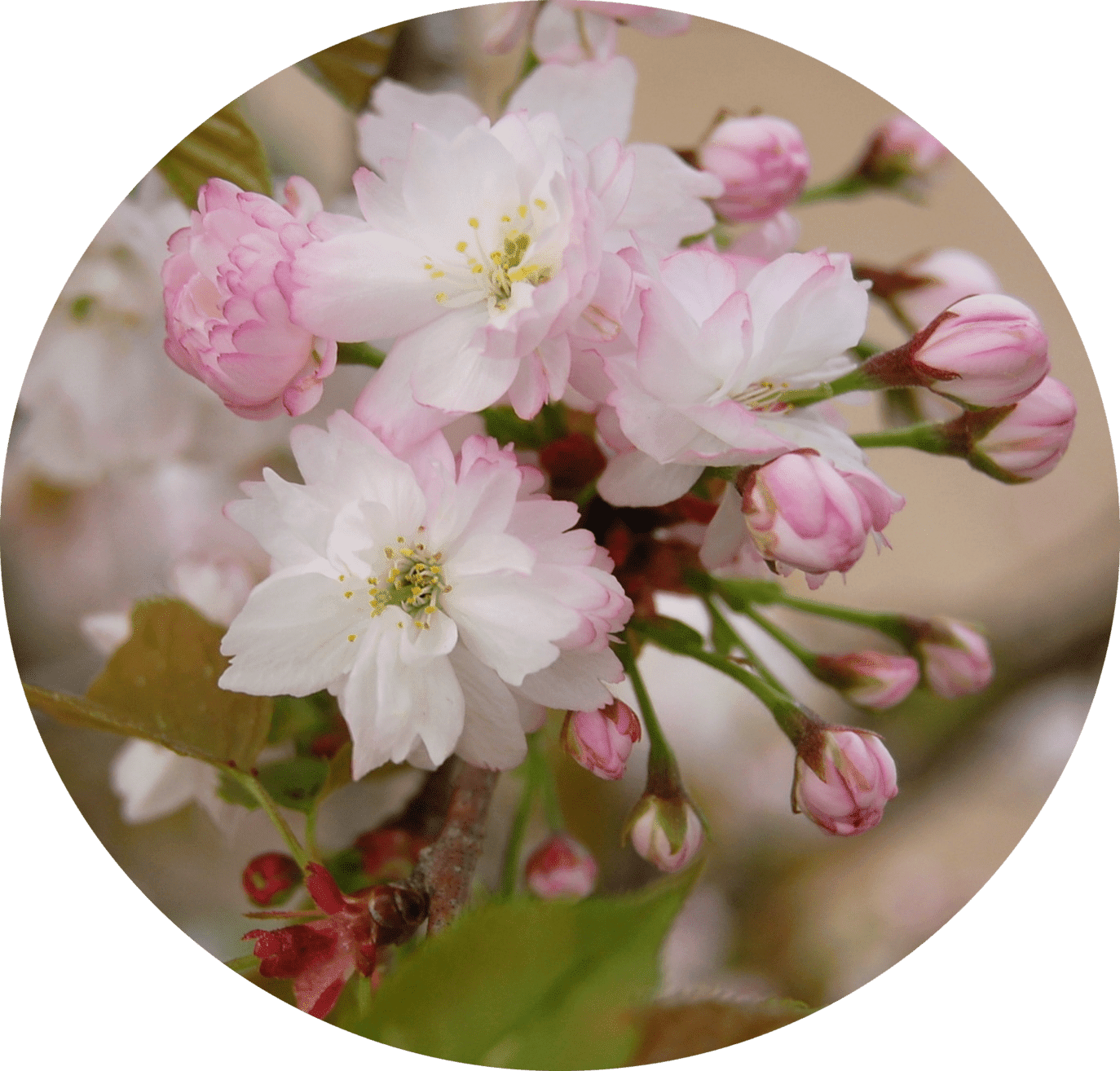 Nara double cherry blossom